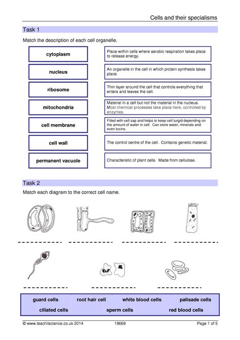 Specialised cells revision|KS4 Biology|Teachit