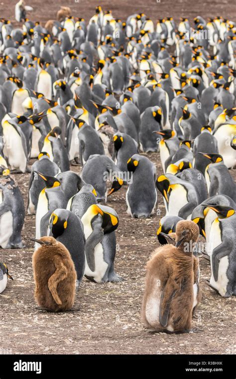 Falkland Islands, East Falkland. King penguin colony with two juveniles ...