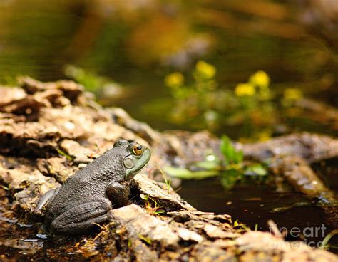 Baby Bullfrog Photograph by David Cutts