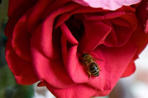 Rose Red | Free Stock Photo | A bee in a red rose | # 8443