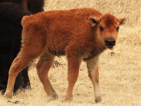 Baby American Bison