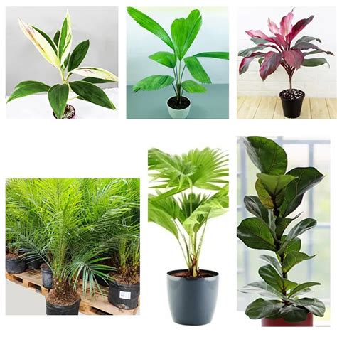 Pack of Beautiful Foliage Plant, Houseplant - Nursery Nisarga