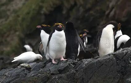 Macaroni Penguin Facts - Macaroni Penguin Habitat & Diet