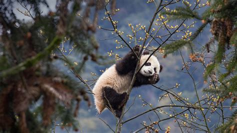 Black White Panda Is Standing On Tree Branch 4K HD Panda Wallpapers | HD Wallpapers | ID #81032