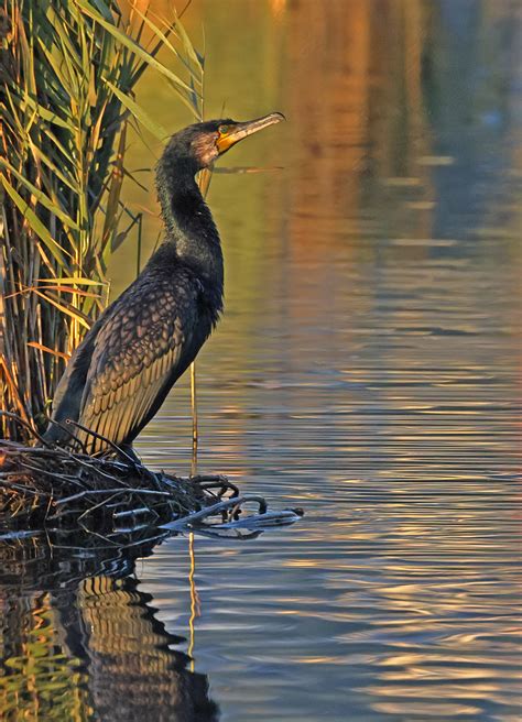 Great Cormorant (Image ID 46494)