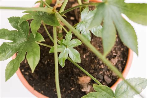 Japanese Aralia (Fatsia Japonica): Indoor Plant Care & Growing Guide