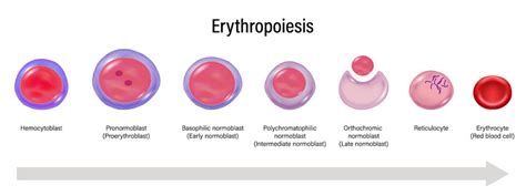 Erythropoiesis Images – Browse 360 Stock Photos, Vectors, and Video | Adobe Stock