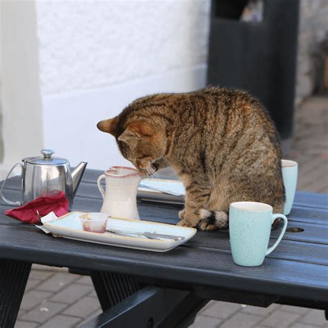 Cats and Snacks: Can Your Cat Share Your Human Food?