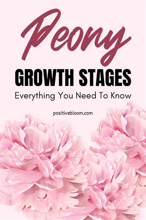 Everything You Need To Know About The Peony Growth Stages