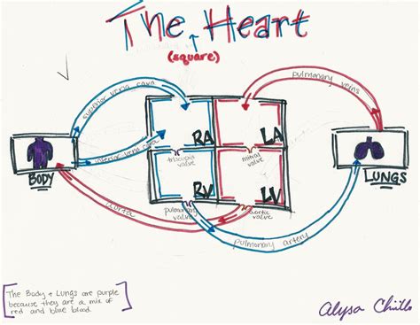 [DIAGRAM] Voice Box In Human Diagram - MYDIAGRAM.ONLINE