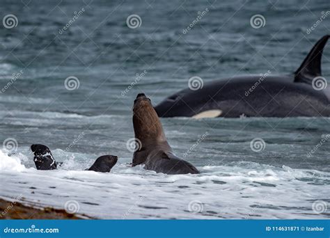 Orca Killer Whale Attack a Seal on the Beach Stock Image - Image of ...