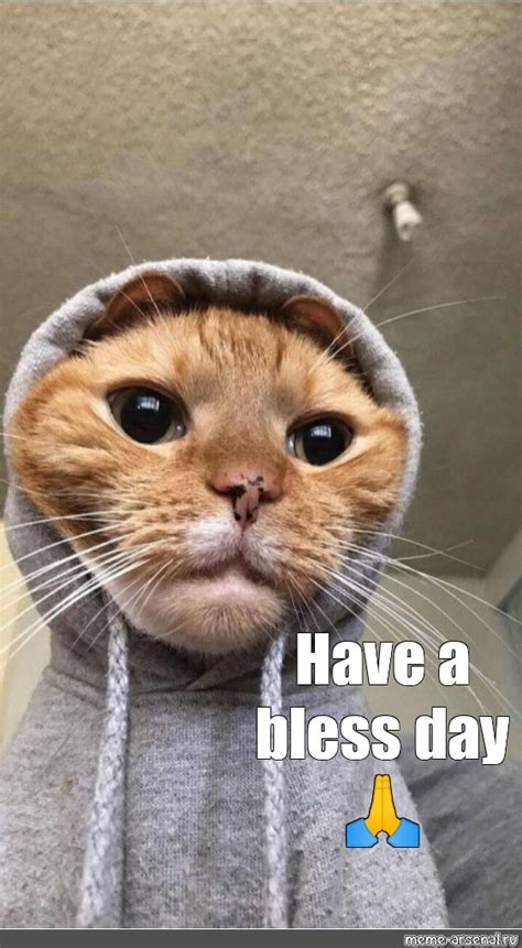 Create meme "funny cats, cat, the cat in the clothes the face ...