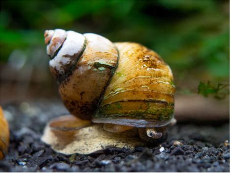 Japanese Trapdoor Snails: Size, Care, And Maintenance | SnailPedia