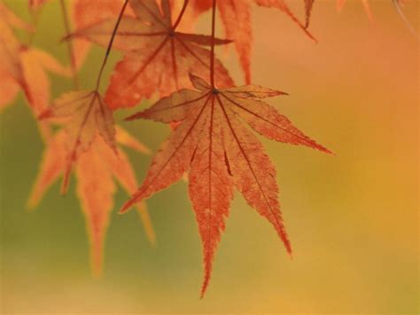 japanese maple leaves fall colors-Autumn Landscape Desktop Wallpaper Preview | 10wallpaper.com