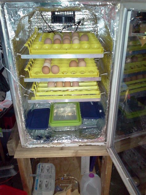 Best small egg incubator | BackYard Chickens - Learn How to Raise Chickens