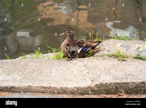 Canal towpath wildlife hi-res stock photography and images - Alamy