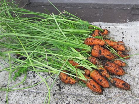 How to Plant and Grow Carrots in Your Garden | Dengarden