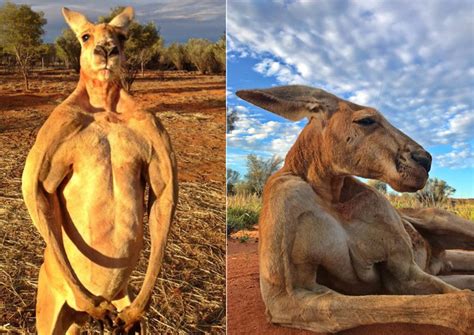 Australia's muscular kangaroo Roger dies, aged 12, World News - AsiaOne