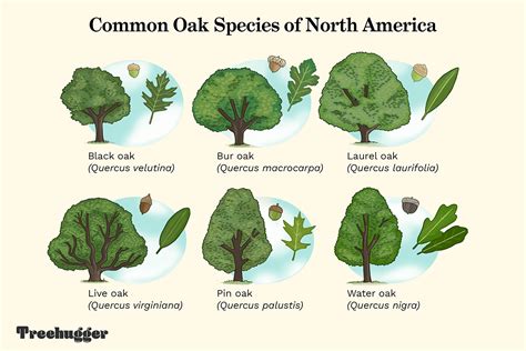 Oak Tree Leaf Identification Chart With Locations 13 Oak Species ...