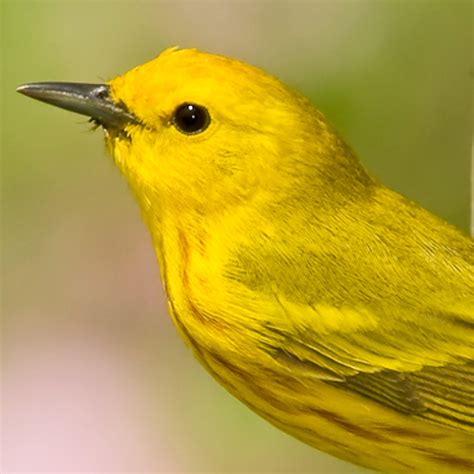 Yellow Warbler Bird Song iPhone Ringtone - Wildtones