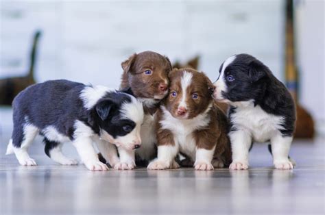 3 Reasons Why You Shouldn't Buy a Dog From a Breeder