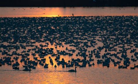 Tips for Seeing PA's Middle Creek Snow Geese Migration - Uncovering PA