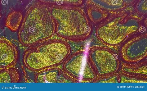 Microscopic Slide with Testis in Transversal Section Magnified in 100 ...