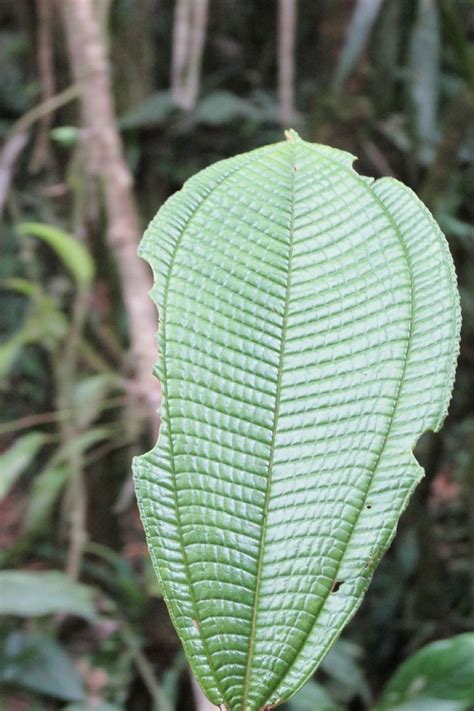 This is called Cow Tongue. | Plant leaves, Plants, Leaves