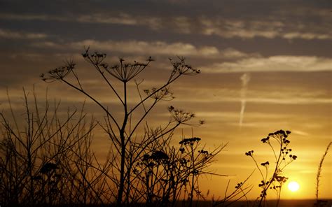 3840x2160 resolution | view of dandelion during sunset HD wallpaper | Wallpaper Flare