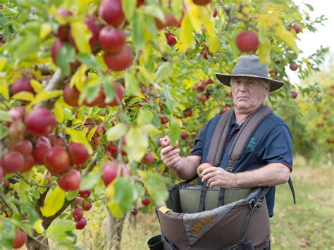 PickShepp: How to make a buck with fruit picking | The Weekly Times