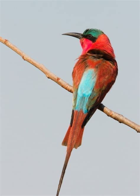 The Bee-eaters of Africa | Rockjumper Birding Tours