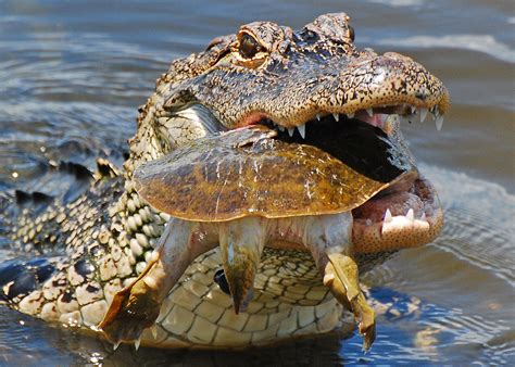 Pictures Of Alligators Eating