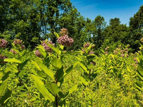 How To Make A Milkweed Garden