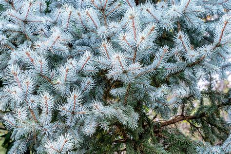 How to Grow and Care for Colorado Blue Spruce