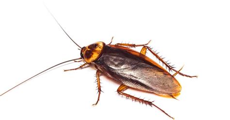 Cockroach Types: The Complete List of Roach Species - A-Z Animals