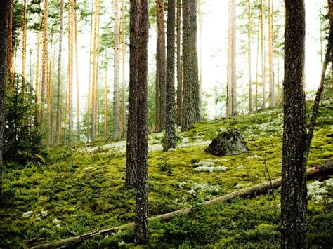 The magical atmosphere of Estonia's forests. | Smithsonian Photo ...