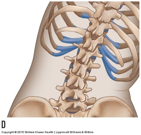 Motions of the Joints of the Lumbar Spine