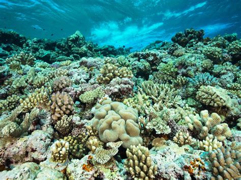 New study reveals genetic diversity among coral - Big Media