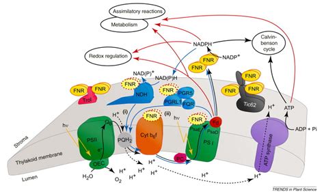 A new concept for ferredoxin–NADP(H) oxidoreductase binding to plant ...