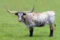 Texas Longhorn Cattle