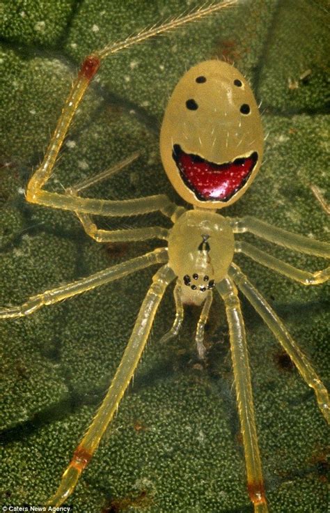 Hawaiian Happy Face Spider, The "Happy Face" Spider-Cutest Bugs Ever ...