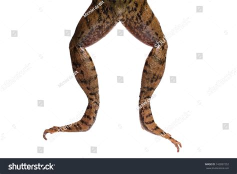 Green Frog Legs Rana Clamitans Stock Photo (Edit Now) 142897252