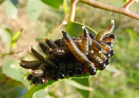 Sawfly larvae | Flickr - Photo Sharing!