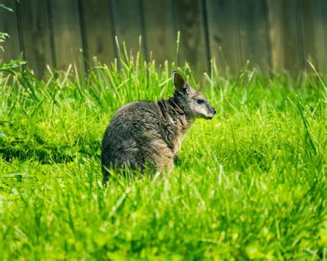 Tammar Wallaby - Facts, Diet, Habitat & Pictures on Animalia.bio