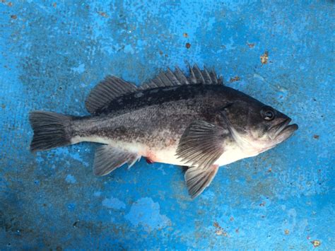 Species #9 — Black Rockfish – CaughtOvgard