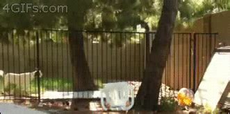 Fence GIF - Find & Share on GIPHY