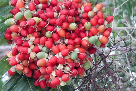 Palm Tree Seeds 1 Photograph by June Goggins