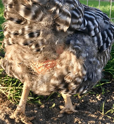 Ways to Help Molting Chickens | Meyer Hatchery Blog