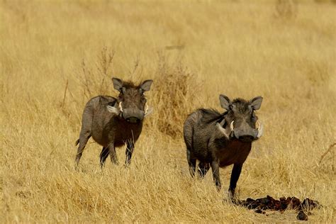 "Warthog running in the wilderness - Namibia" by Namibia Tours & Safaris | Redbubble