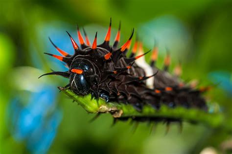 Caterpillar Of The Queen Alexandras Birdwing Stock Photo - Download ...